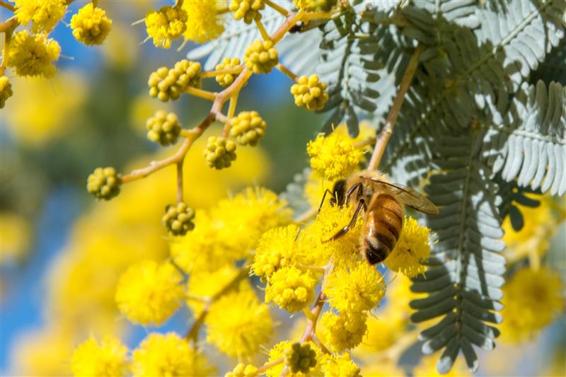 A picture of the Wattle seed flower with a bee extracting pollen from the wattle seed flower.